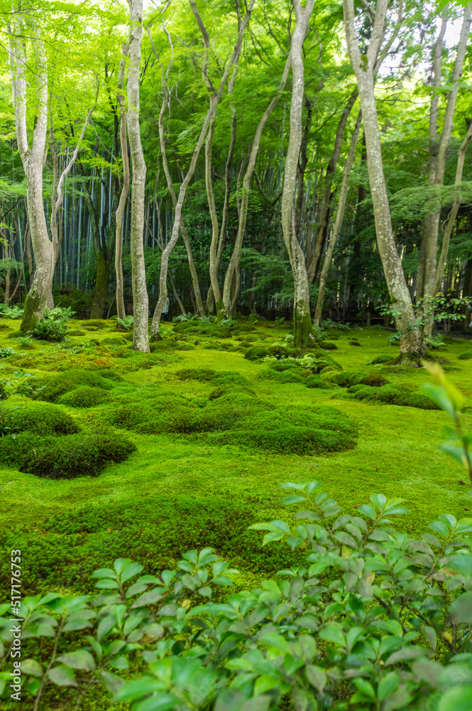苔むす祇王寺(京都府右京区) 苔むす祇王寺(京都府右京区)