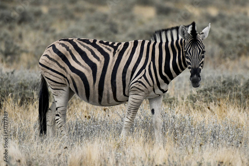 Closeup of a single zebra in the savannah