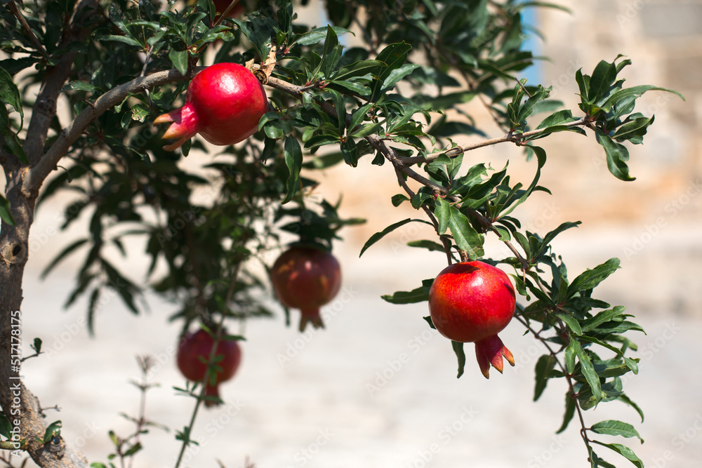 A ripe red pomegranate is hanging on a branch of a fruit tree. Natural food, eco-friendly, orchard	