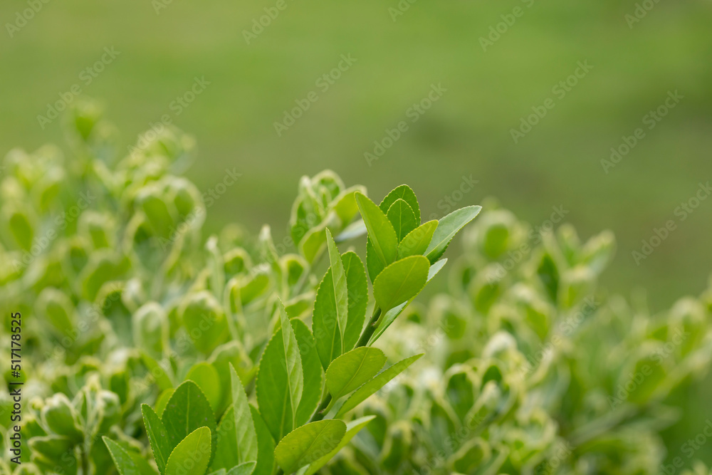 euonymus japonicus or japanese euonymus green shrub plant background euonymus japonicus or japanese euonymus green shrub plant background
