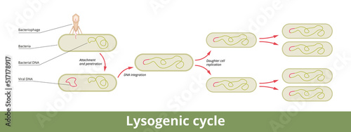 Lysogenic cycle. The viral reproduction cycle is characterized by integrating the bacteriophage nucleic acid into the host bacterium's genome or forming a circular replicon in the bacterial cytoplasm photo