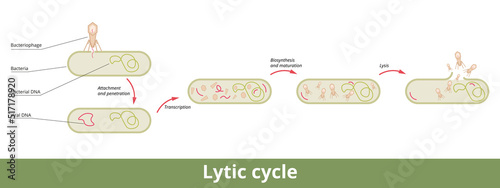 Lytic cycle. A cycle of viral reproduction via bacterial cell with its stages: attachment, penetration, transcription, biosynthesis, maturation, and lysis. photo