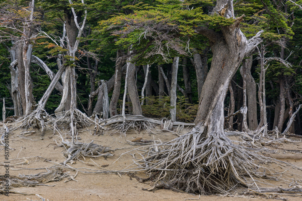 bosque de hayas australes, -Lenga-, Nothofagus pumilio, El Chalten, parque nacional Los Glaciares, republica Argentina,Patagonia, cono sur, South America