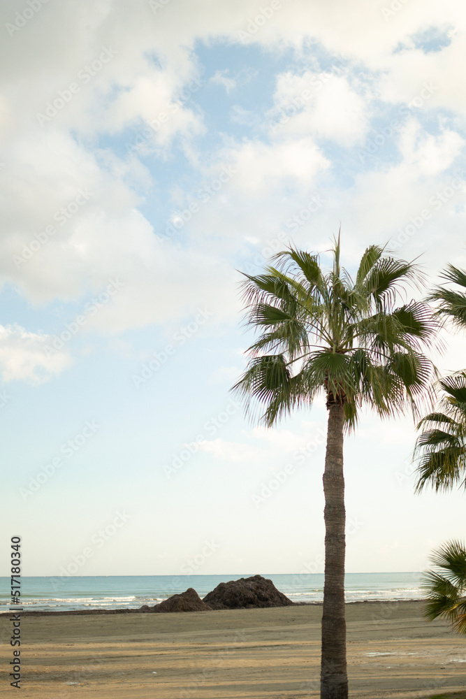 Palm tree near sand beach with sea in sunny day with clouds in Larnaca, Cyprus