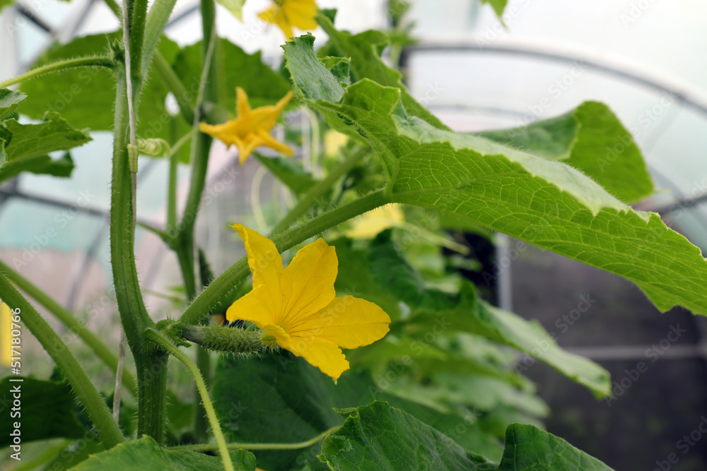 blooming cucumber in a greenhouse blooming cucumber in a greenhouse
