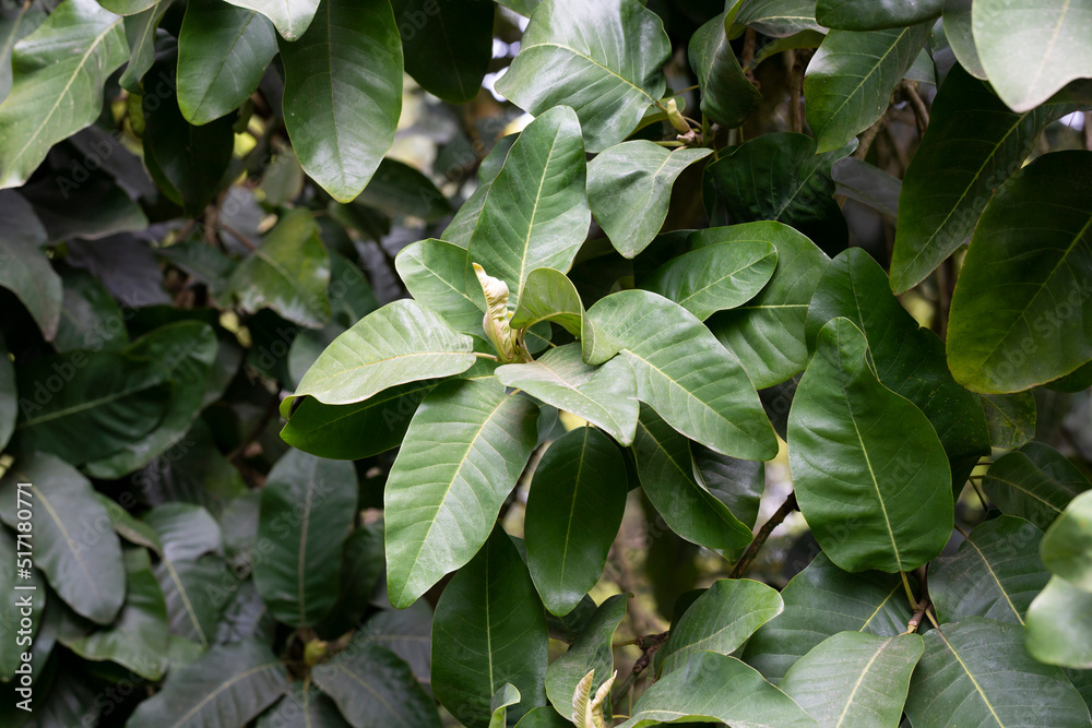 Fototapeta premium Beautiful magnolia leaves in a tropical park as a background