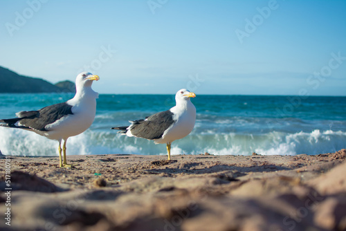 Two seagulls perching on the sand with blue sea in the background. Brava beach in Buzios, Brazil. Horizontal photo