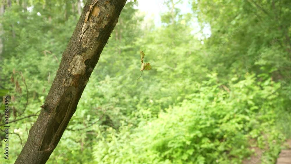 A leaf from a tree hangs on a web hanging from a tree A leaf from a tree hangs on a web hanging from a tree