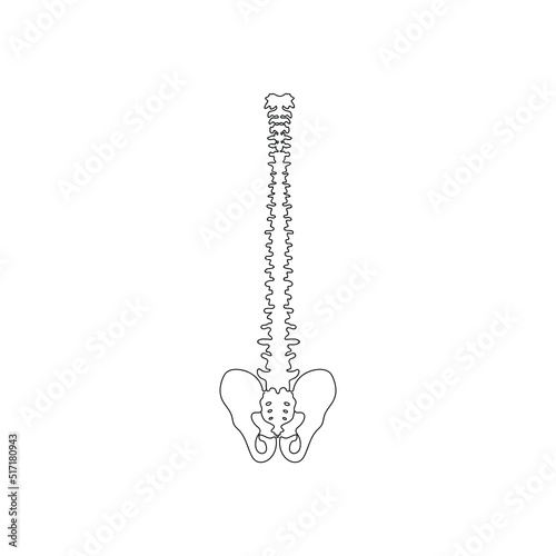 Human spine drawn by one line. Anatomical sketch. Continuous line drawing art. Minimalist style. Vector illustration.