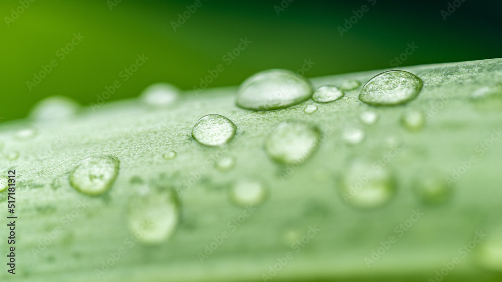 Green leaf and water drops