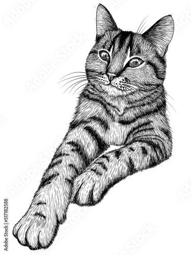 Obraz na plátně Vector illustration of a tabby cat in engraving style