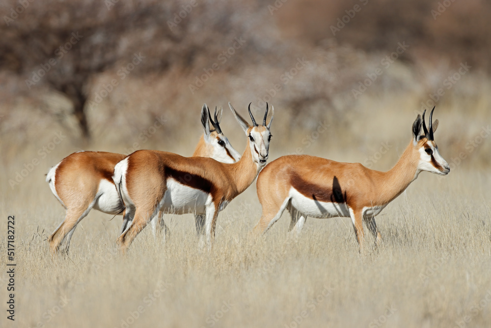 Springbok antelopes (Antidorcas marsupialis) in grassland, Mokala National Park, South Africa. Springbok antelopes (Antidorcas marsupialis) in grassland, Mokala National Park, South Africa.