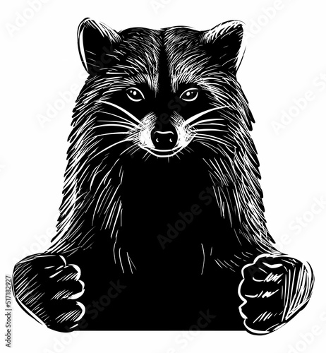 Illustration of hand drawn raccoon, isolated on white background.