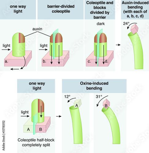 Auxins. Plant hormones for plant body development.