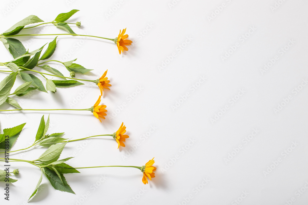 orange flowers on white background top view