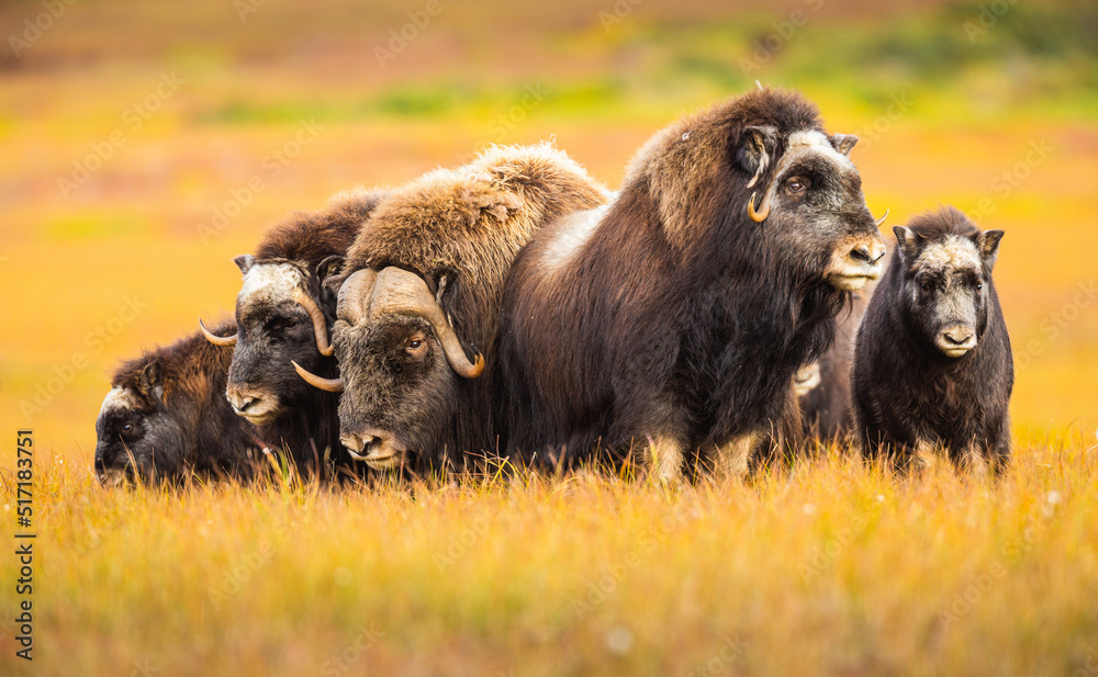 Herd of wild Musk Oxen (Ovibos moschatos) standing in defensive position on the tundra of the North Slope in Alaska in autumn  - obrazy, fototapety, plakaty 