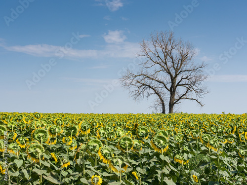 Lonely withered tree in the middle of a field of sunflowers on a summer day
