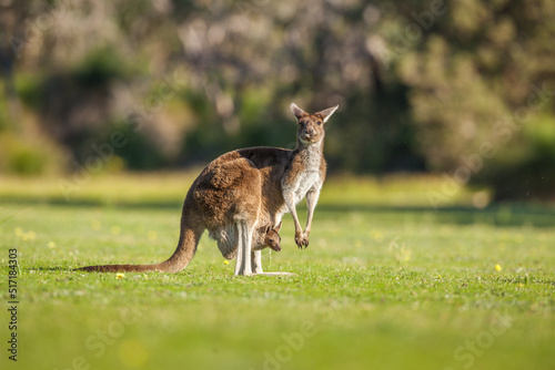 Western Grey Kangaroo (Macropus fuliginosus): female with baby joey in her pouch, Western Australia