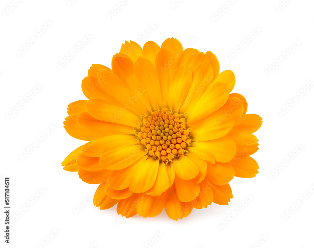 Calendula. Flower isolated on white background. Calendula. Flower isolated on white background.