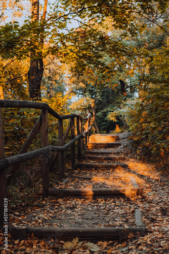 Wooden tiny path with leaves outside in park in fall season 