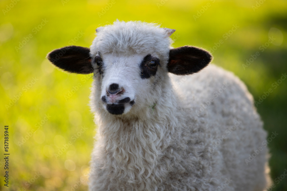 Obraz premium Portrait of cute little lamb