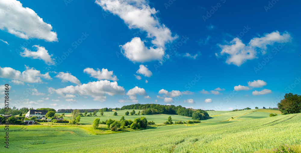 Panorama of a summer green field on a sunny day
