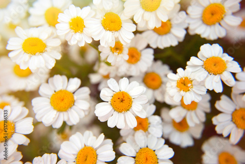 Field of camomiles at sunny summer day at nature. Beautiful composition of white daisies. Floral natural background  close-up  soft selective focus. Medicine chamomile flowers. Aromatherapy by herbs