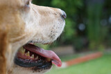 Głowa psa, zbliżenie na język i zęby. 
