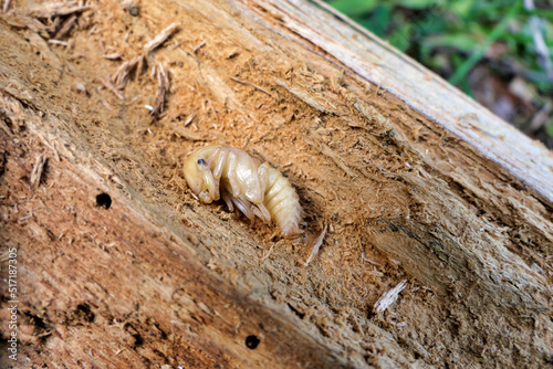 Stag Beetle (Lucanus cervus) larvae found inside a rotting log. Mandibles or pincers can be seen developing.
 photo