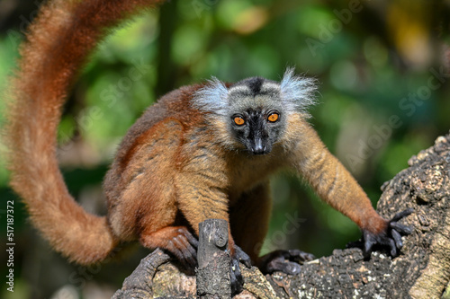 Black lemur – female , portrait (Eulemur macaco), Madagascar nature.