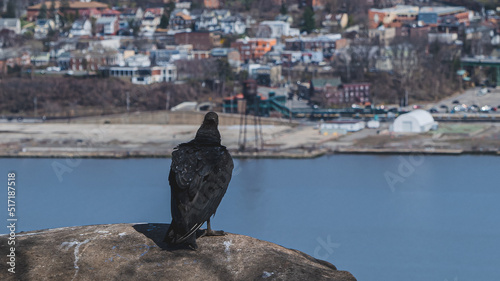 Closeup shot of black vulture bird sitting on a rock, city view on background, Hudson River New York. High-quality photo