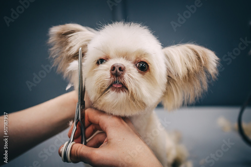 Grooming a dog in a grooming salon. Animal care. photo