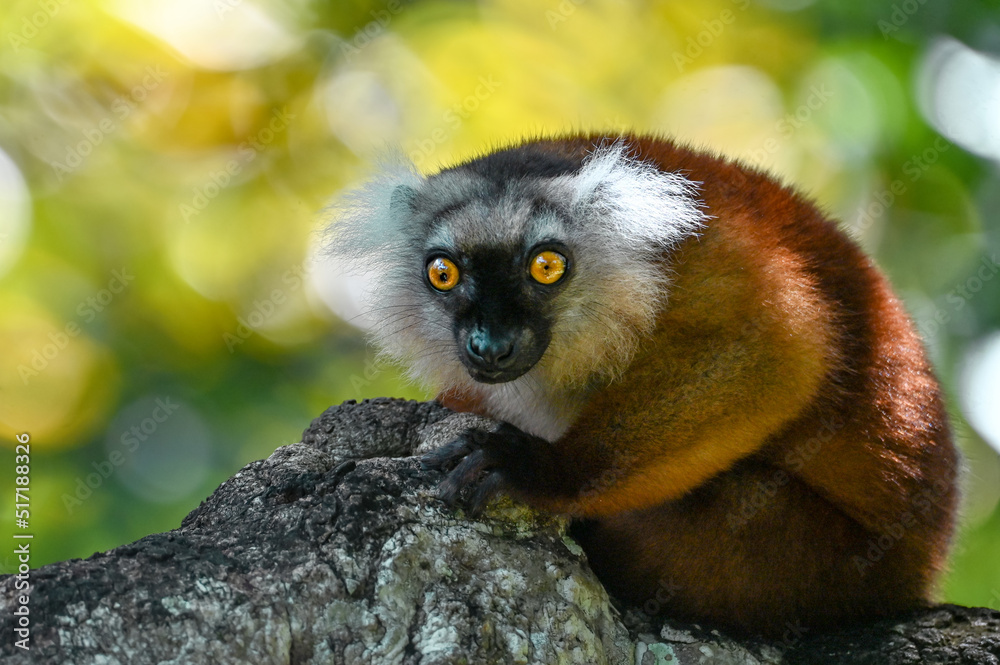 Fototapeta premium Black lemur – female , portrait (Eulemur macaco), Madagascar nature.