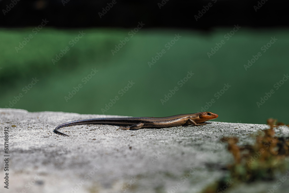 Lizard sitting on a large stone and basking in the sun, New Jersey Botanical Garden. High-quality photo Lizard sitting on a large stone and basking in the sun, New Jersey Botanical Garden. High-quality photo
