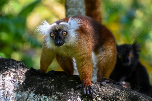 Black lemur – female , portrait (Eulemur macaco), Madagascar nature. photo