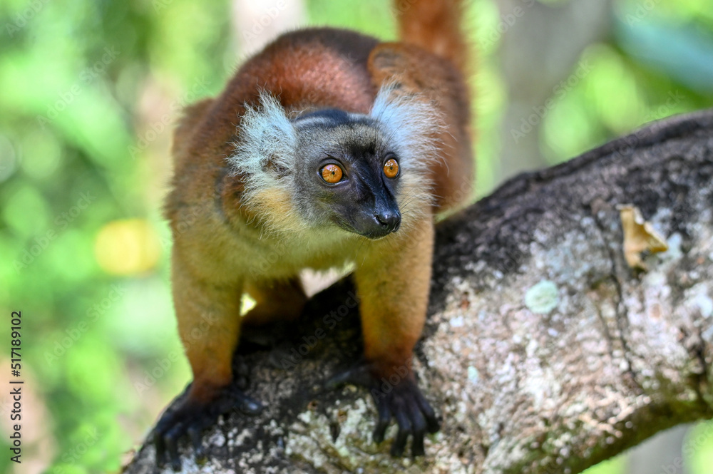 Fototapeta premium Black lemur – female , portrait (Eulemur macaco), Madagascar nature.