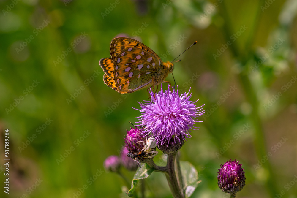 butterfly on flower