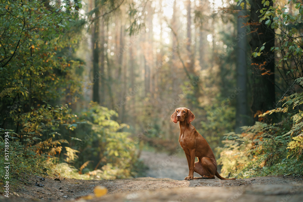 Hungarian Vizsla in the autumn forest. Pet in leaf fall. Atmospheric photo in nature Hungarian Vizsla in the autumn forest. Pet in leaf fall. Atmospheric photo in nature