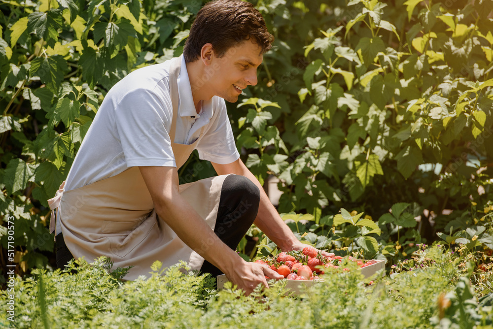 Farmer is holding a wooden box full with delicious strawberries. . Farmer is holding a wooden box full with delicious strawberries. .