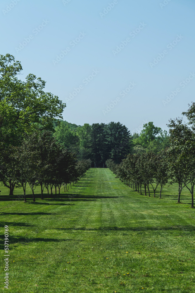 Obraz premium Apple trees alley park garden outdoor summer landscape, New Jersey Botanical Garden. High-quality photo
