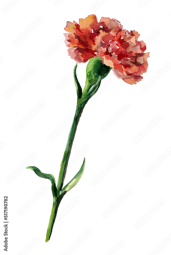 Watercolor painting of flower carnation on white background. Illustration for decor. Watercolor painting of flower carnation on white background. Illustration for decor.