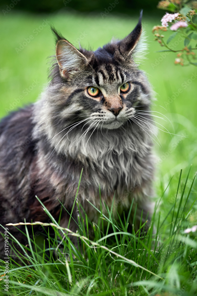 Maine-coon cat portrait on nature summer background. Maine-coon cat portrait on nature summer background.