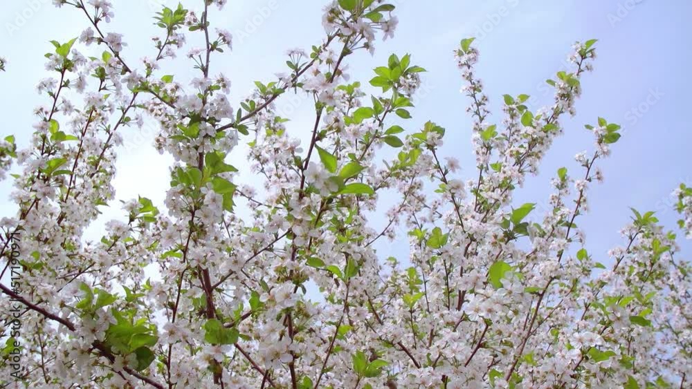 Garden of blooming cherry trees with white flowers in spring. The Cherry Orchard Garden of blooming cherry trees with white flowers in spring. The Cherry Orchard