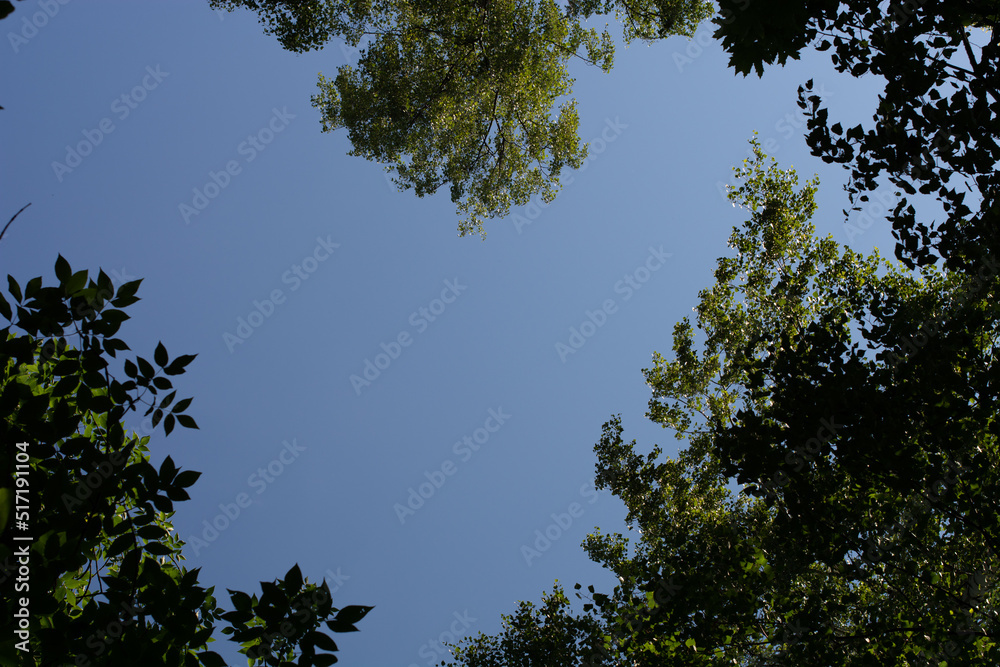 Bottom view of the crowns of trees. Natural frame in the shape of a heart. Valentin`s day. Bottom view of the crowns of trees. Natural frame in the shape of a heart. Valentin`s day.