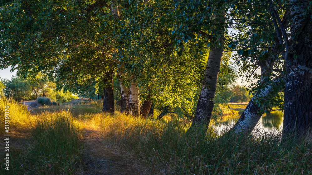 Obraz premium Sunny summer morning on meadow near river. Scenic rural landscape.Green background. forest misty morning fog willow birch tree Countryside beautiful Dniester (Nistru) National Park Moldova