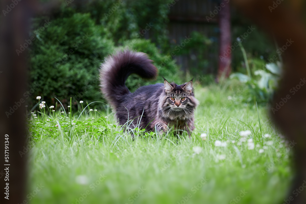 Obraz premium Beautiful large fluffy cat with long fluffy tail walks in the yard on green lawn in sunny day.