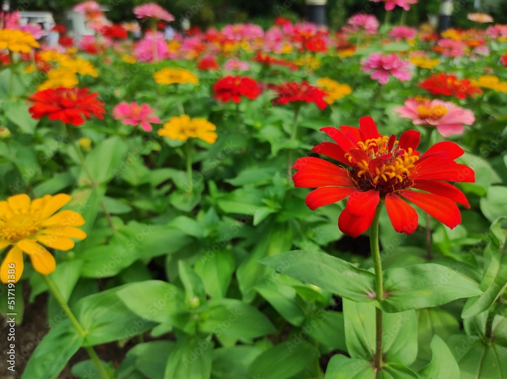 Common Zinnia or Zinnia elegans is one of the most famous flowering annuals of the genus Zinia Common Zinnia or Zinnia elegans is one of the most famous flowering annuals of the genus Zinia