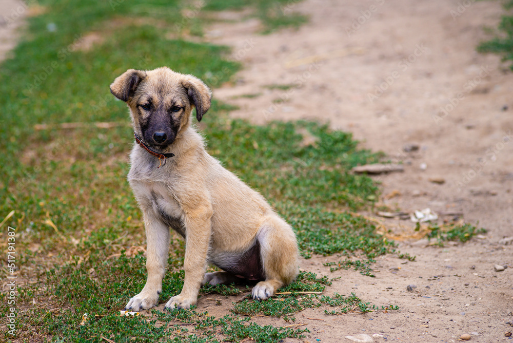 Stray dog puppy eyes homeless street dog puppy A sad-looking street dog with folded ears looks at the camera. rural soil road grass green. Stray dog puppy eyes homeless street dog puppy A sad-looking street dog with folded ears looks at the camera. rural soil road grass green.