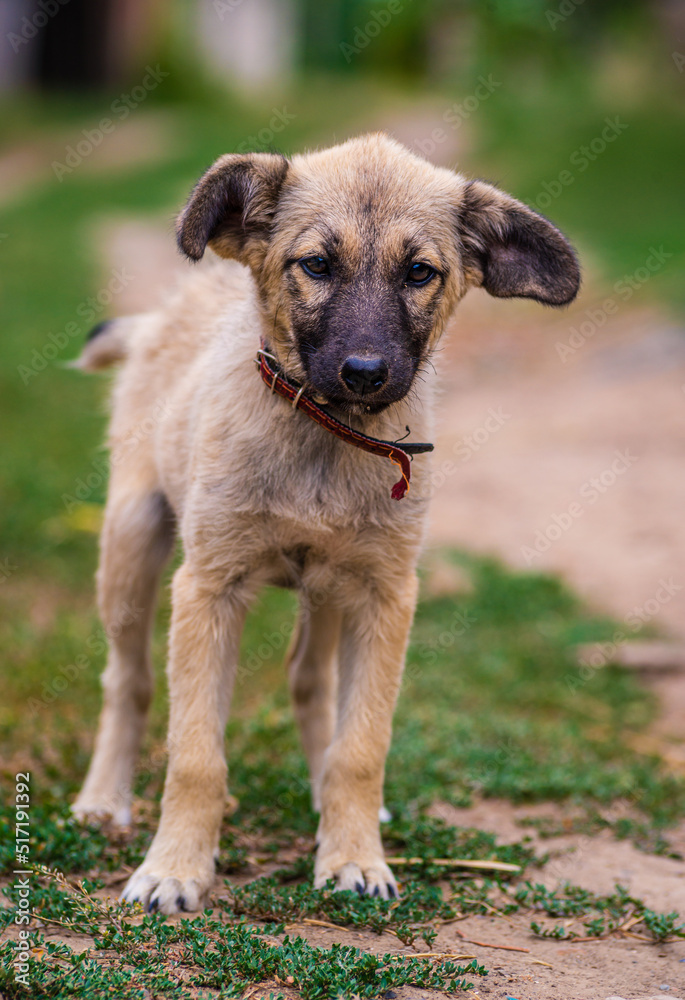 Stray dog puppy eyes homeless street dog puppy A sad-looking street dog with folded ears looks at the camera. rural soil road grass green. Stray dog puppy eyes homeless street dog puppy A sad-looking street dog with folded ears looks at the camera. rural soil road grass green.