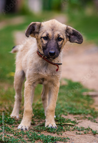 Stray dog puppy eyes homeless street dog puppy A sad-looking street dog with folded ears looks at the camera. rural soil road grass green.